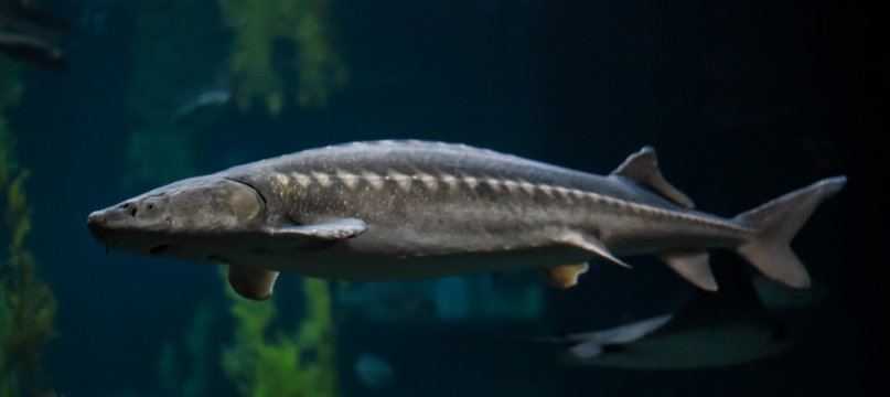 Sturgeon fish are anadromous, meaning they live in saltwater and travel up freshwater streams and rivers to spawn.