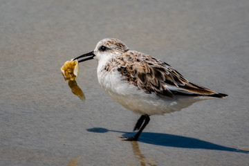 A Western Snowy Plover with a tasty seafood morsel, flees from the flock to enjoy its feast at...
