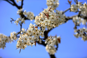 Blooming pear flower, very beautiful