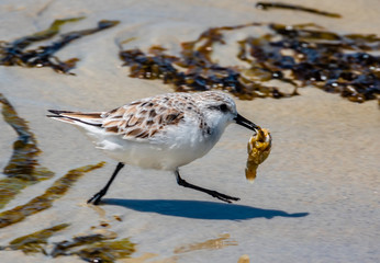 A Western Snowy Plover with a tasty seafood morsel, flees from the flock to enjoy its feast at...