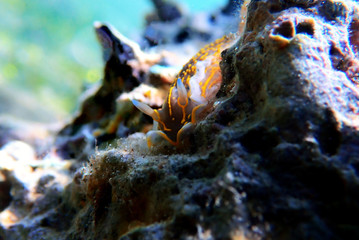 Regal Sea Goddess - (Felimare picta)