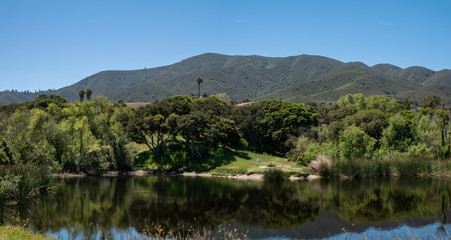 Obraz premium Coastal live oak trees (Quercus agrifolia) with springtime green grass reflect in the water of a pond, in the hills of Monterey County, California. 