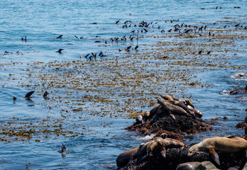 Sea Lions rest on rocks and float on their backs in rafts next to a kelp bed along the Monterey Bay of central California.