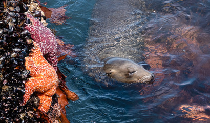 A Sea Lion swims in a narrow channel of rocks lined by mussels and star fish (sea stars) along the...