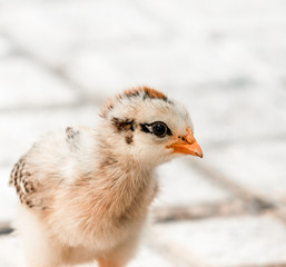 portrait of a chick