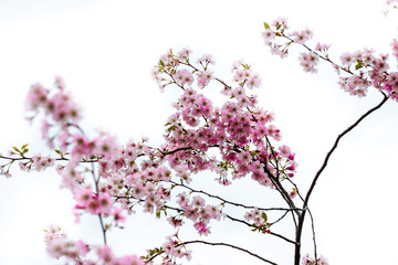 Pink cherry blossom flowers isolated on white background