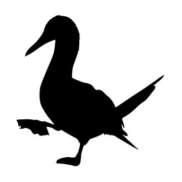 recommend clip art: Walking Booby Birds, Sula Nebouxii, Silhouette, South America