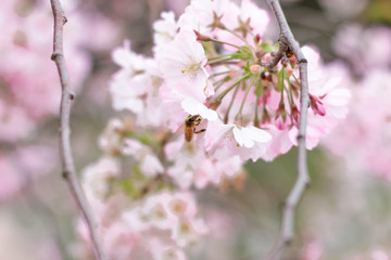 Pink cherry blossom flower spring background