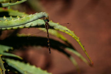 Dragonfly close up with transparent wings detail resting on green aloe plant