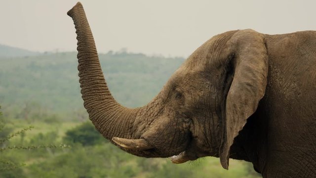 Slow motion: Close up mature adult elephant extends trunk upward to smell the air, in the African savannah on a summers day. Trunk, face and ear detail clearly visible, many wrinkles