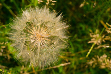 Fototapeta premium Dandelion, seed dandelion, summer dandelion