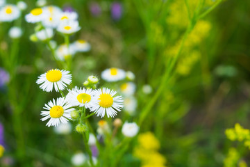 Green grass background with little chamomile