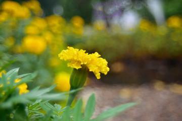 Yellow marigold In the garden began to bloom as a beautiful nature