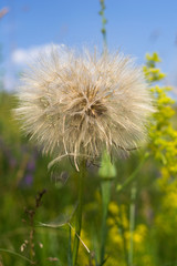 Naklejka premium Dandelion, seed dandelion, summer dandelion