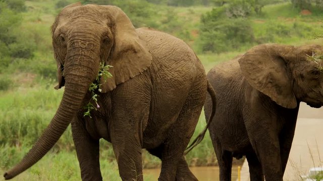 Slow motion: Two agitated elephant cows stand on road, turn around, flap ears and swing tail. Elephant eats green leaves and flowers dangling from her mouth. Hluhluwe-iMfolozi, South Africa in summer