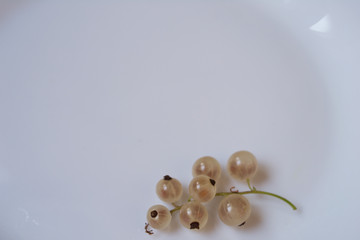 white currant on white background,