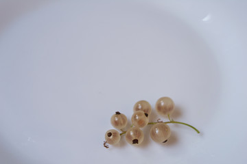 white currant on white background,