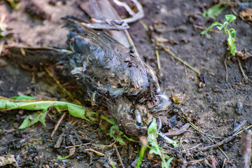 dead black bird with some flies on it, environmental pollution and problem concept