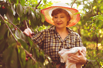 woman gardener in summer hat with a basket tray gather fresh berry harvest © Mihail