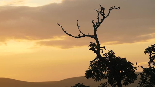 Silhouette of a few birds in a dead tree at sunset in wildlife area in South Africa. Some birds fly in and land, others depart, some hop and reposition on the tree branches.