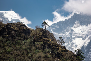 Trees and glaciers in Nepal