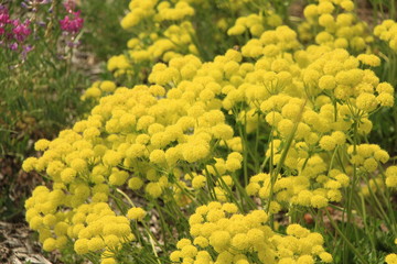 Wild Flowers designs, and colors