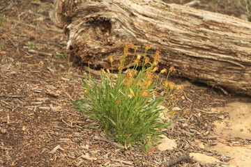 Wild Flowers designs, and colors