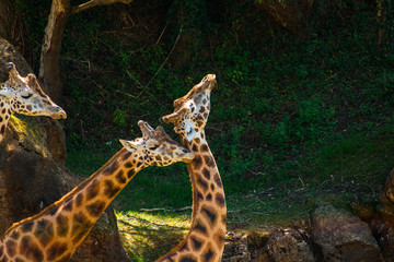 Two giraffes giving each other affection (Giraffa camelopardalis rothschildi) in the shade one hot day and another watching, Parque Cabarceno, Cantabria, 2013
