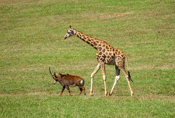 Naklejka na ściany i meble Antilope saber (Hippotragus niger) and Giraffe (Giraffa camelopardalis rothschildi) walking together through the field