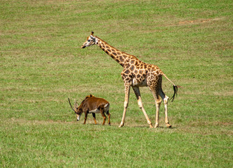Antilope saber (Hippotragus niger) and Giraffe (Giraffa camelopardalis rothschildi) walking together through the field