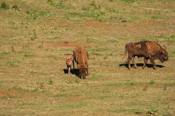 Young bison surrounded by adults walking through the field