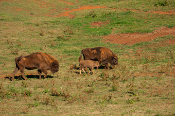 Young bison surrounded by adults walking through the field