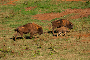 Young bison surrounded by adults walking through the field