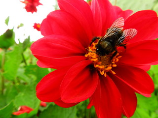 abeja