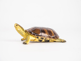 turtle on white background