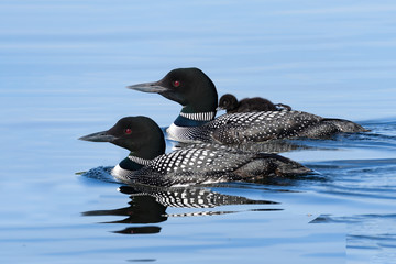 Male and female common loons swimming in blue water and a baby chick takes ride on the back of one...