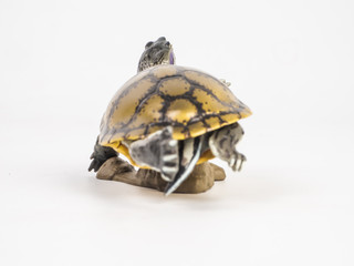 Fototapeta premium turtle on white background