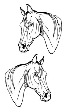  illustration of a horse,  isolated monochrome image, two head of horses on a white background