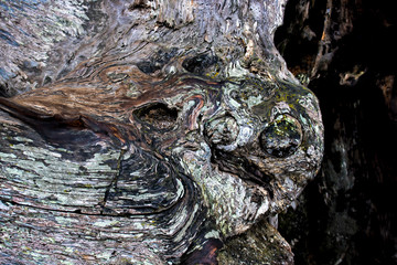 Cypress Tree Bark Wood Colors and Textures Close Up