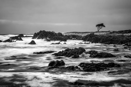 Black and White Dramatic Ocean Motion on Rocky Shore with Single Cypress Tree on Horizon.
