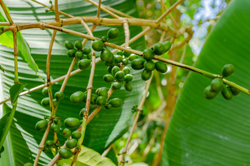 Green Coffee Berries On Tree