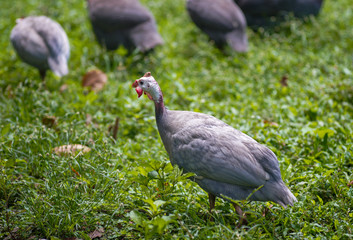 Guinea fowl is a herd of walking on green grass outdoors.
