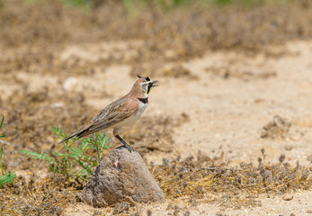 Male Horned lark poses on a small rock.