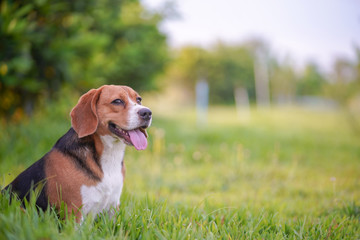 A cute beagle dog sitting on the green grass field.