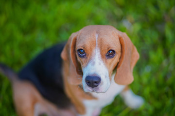 Close up face of a  cute beagle dog sitting  outdoor in the grass field.