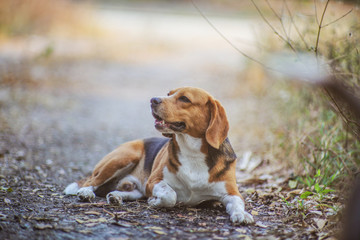 Portrait of a cute beagle dog outdoor in fall.