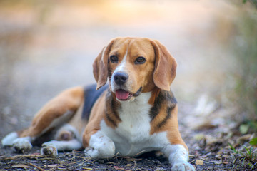 Portrait of a cute beagle dog outdoor in fall.