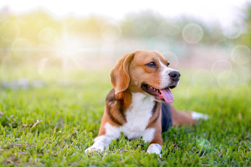 An adorable beagle dog sitting in the grass field. - obrazy, fototapety, plakaty