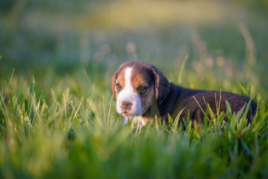 A cute beagle puppy 1 month lying on the green grass field.