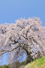 麻績の里 石塚桜